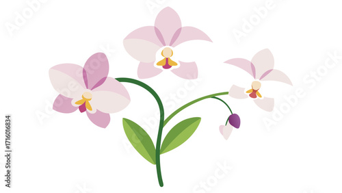Elegant Minimalist Japanese Style Orchid Flower Vector Illustration