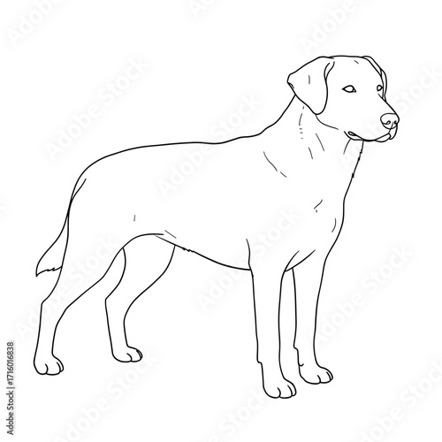 Outline illustration of a standing dog in simple line drawing style  
