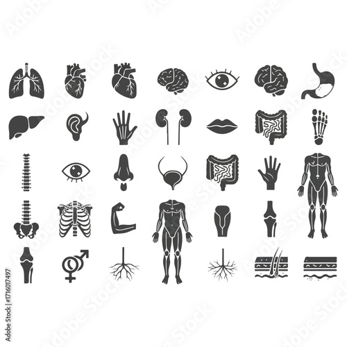 Human Body Organs and Systems - A Detailed Illustration.