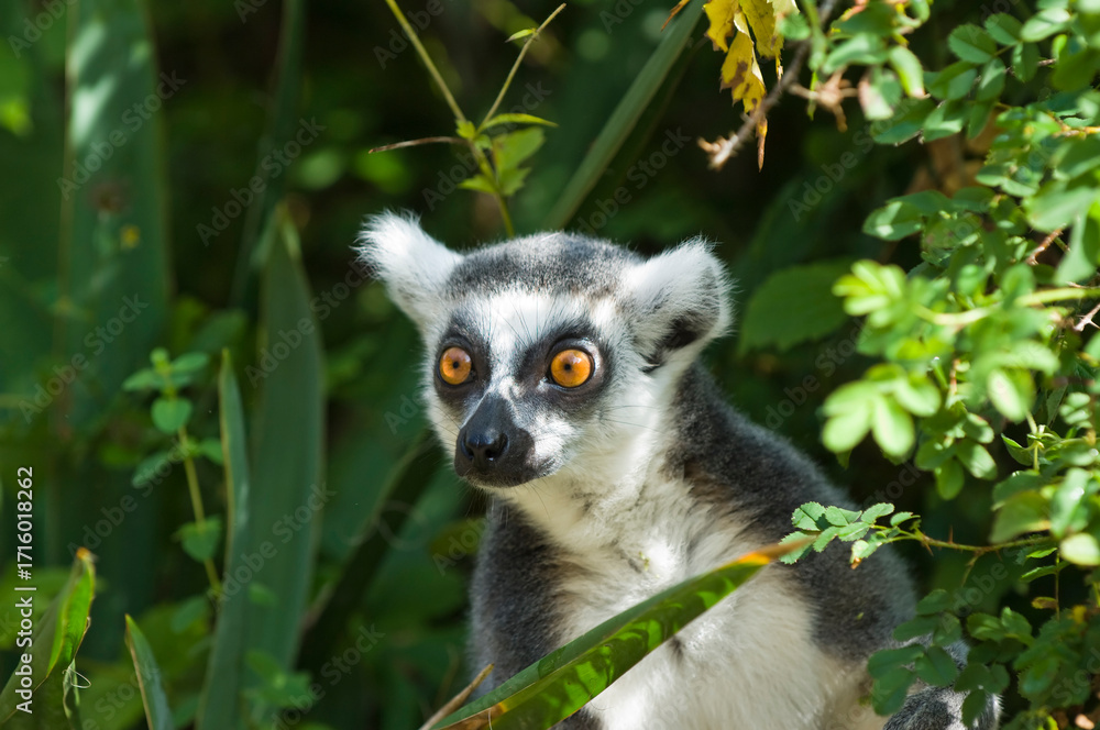 Obraz premium Ring-tailed Lemur (Lemur catta), Near Threatened (IUCN 2009), Endemic to Madagascar, 