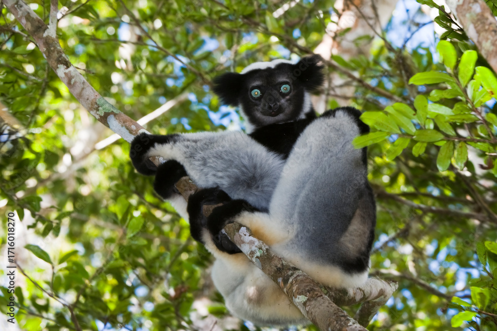 Fototapeta premium Indri or Babakoto (Indri indri) sitting in a tree, Perinet Analamazoatra Reserve, Madagascar