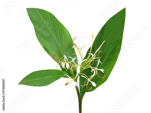 Hedychium spicatum or spiked ginger lily plant with flowers isolated on a white background