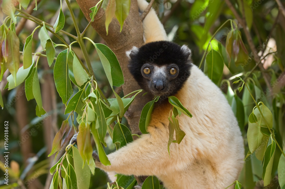 Obraz premium Crowned Sifaka (Propithecus coronatus) in a tree, Endemic, Madagascar