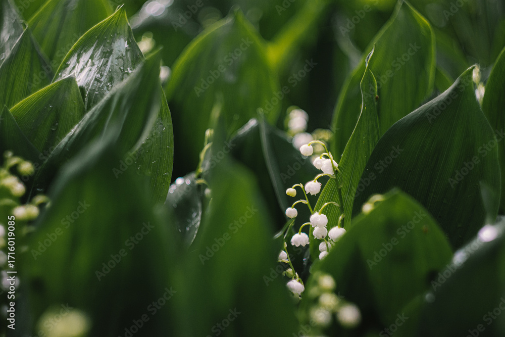 Obraz premium Lily of the valley field with flowers