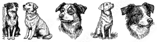 Hand Drawn Border Collie Dog Portraits and Illustrations Set black shape vector laser cutting engraving monochrome print