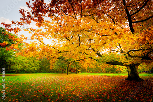 An old tree in a park with a beautiful crown of golden autumn leafs