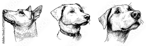 Set of Hand Drawn Dog Portraits in a Vintage Sketch Style black shape vector laser cutting engraving monochrome print