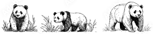 Hand Drawn Giant Panda Poses Vector Set