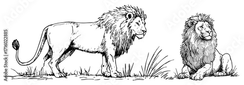 Hand Drawn Male Lion Wildlife Vector Set