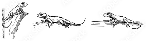 Lizards on Rock Desert Wildlife Illustration Set black shape vector laser cutting engraving monochrome print