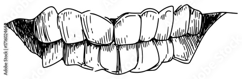 Hand Drawn Sketch of a Human Teeth Smile