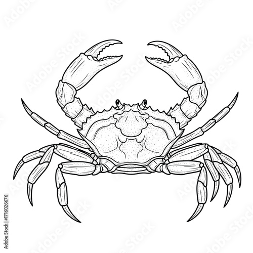 A detailed line drawing of a crustacean with large claws and many legs.