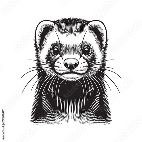 ferret portrait engraving vector illustration.