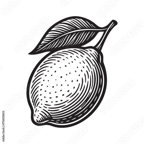 Antique engraved illustration from lemon fruit ink sketch