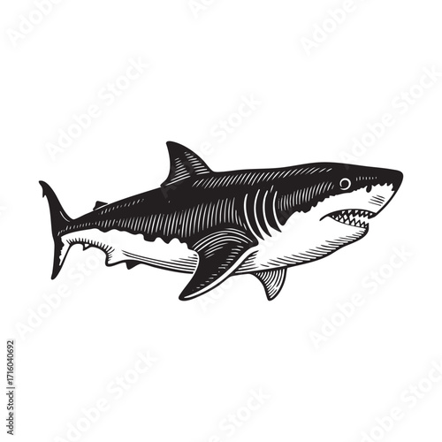 Detailed Black and White Engraving of shark swimming in monochrome line art drawing style