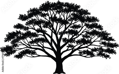 Black silhouette of mature tree with thick trunk and rounded canopy isolated on white background for nature design and vector art