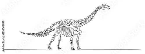 elongated herbivore dinosaur complete skeleton museum exhibit linear vector outline
