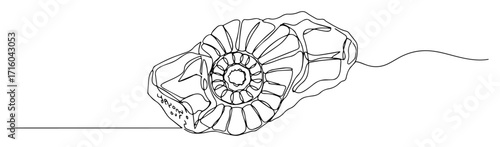 spiral ammonite fossil specimen continuous oneline sketch minimalist vector