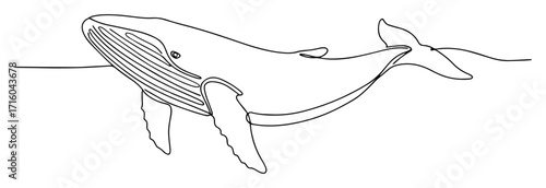 one single continuous line drawing of a majestic humpback whale a large ocean mammal animal vector illustration
