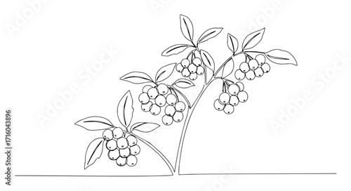 branch of ripe berries botanical lineart monoline vector sketch