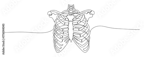 human ribcage anatomy medical lineart vector