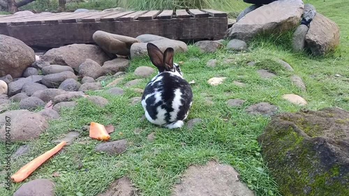 Rabbit's Back on Green Grass with Scattered Rocks and Carrot