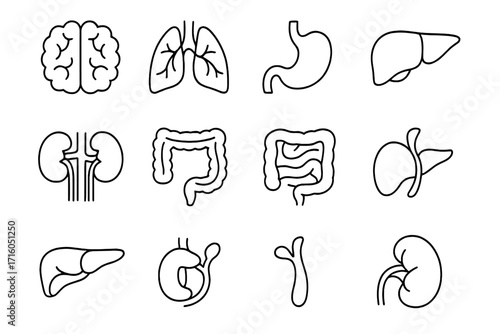 Internal organs line icon set. Human anatomy pictograms. Biology, medical, and health symbols. Simple vector illustrations of brain, lungs, liver, kidneys, stomach.