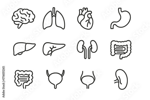 Human internal organs thin line icon set. Anatomy, medical, and healthcare symbols. Vector outline pictogram collection of brain, heart, lungs, liver, kidneys, and stomach.