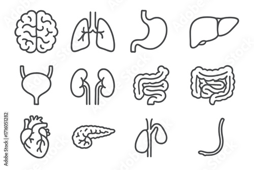 Internal organs line icon set. Human anatomy pictograms. Health and medicine concept. Vector collection with brain, lungs, heart, liver, stomach, kidney, intestine icons.