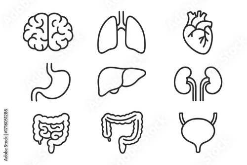 Human internal organs icon set. Thin line medical anatomy symbols. Vector outline icons of brain, heart, lungs, liver, kidneys, stomach, intestine, bladder for biology.