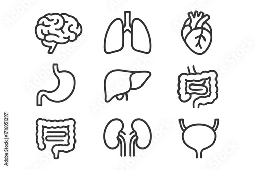 Human internal organs icon set. Simple line art collection for medical and health concepts. Vector icons of brain, lungs, heart, liver, kidneys, stomach, intestine, bladder.