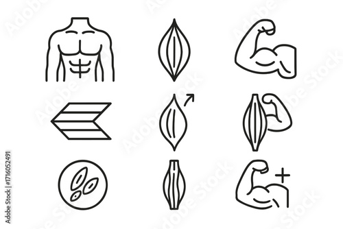 Muscle anatomy and fitness line icon set. Human body torso, abs, biceps, and muscle fiber structure icons. Vector illustration for gym, workout, biology and health apps.
