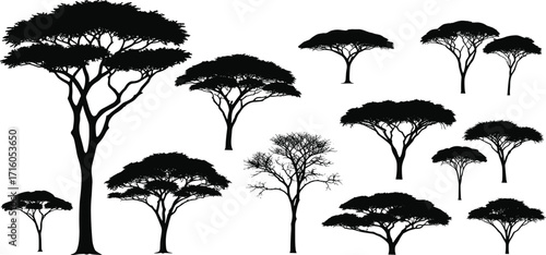 Collection of acacia tree silhouettes with diverse canopy shapes and branching styles, isolated on white background for nature, design, and ecology themes.