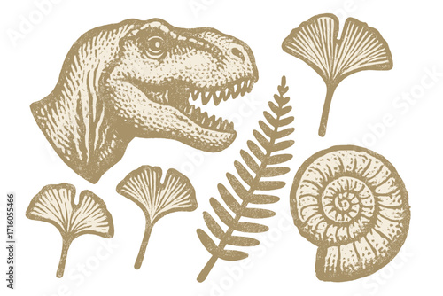 Tyrannosaurus rex dinosaur head, ammonite fossil, ginkgo and fern leaf set. Prehistoric life vector collection. Paleontology and archeology imprint style art. T-rex.