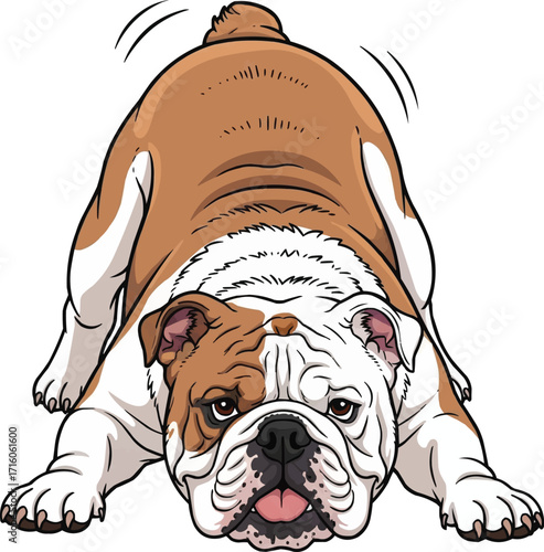 English Bulldog cute playful bow pose vector illustration
