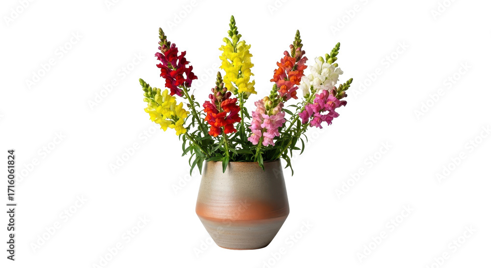 Fototapeta premium Colorful snapdragon flowers in ceramic vase, vibrant antirrhinum floral arrangement on transparent background, spring garden bouquet in pottery pot