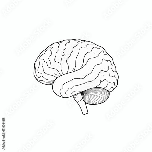 Intricate Line Drawing of a Human Brain Highlighting Cerebral Anatomy and Complex Neural Structures in Minimalist Style