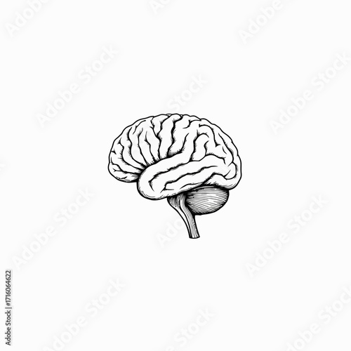 Intricate Black and White Illustration of Human Brain with Detailed Neural Pathways and Cerebral Structures
