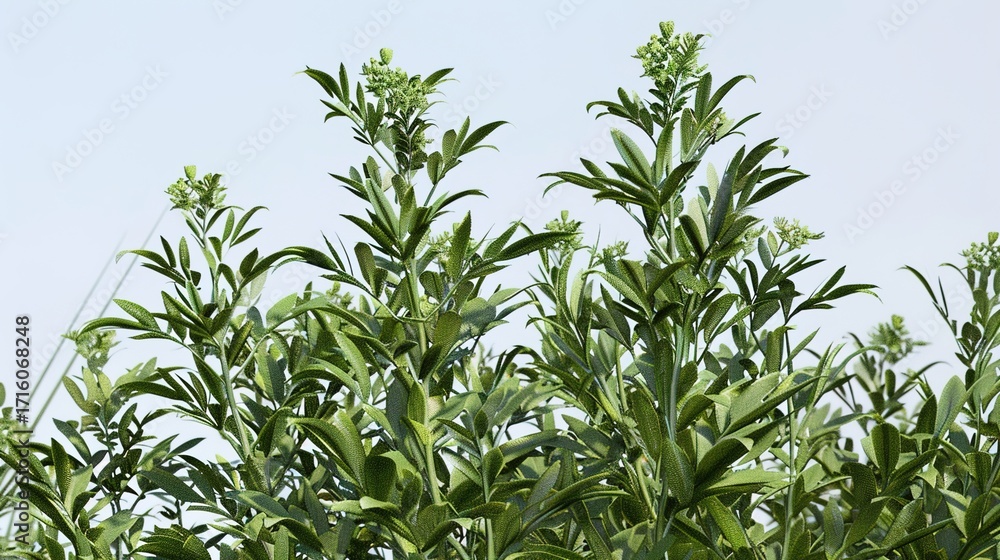Obraz premium Experience the Benefits of Mugwort: Traditional Herb for Wellness, Skin Care, and Natural Healing