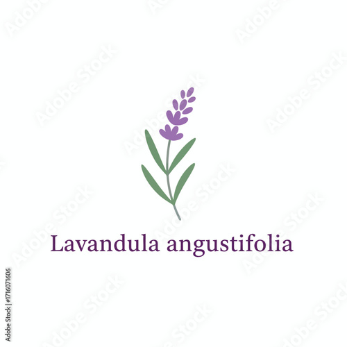 vector logo herbal plants