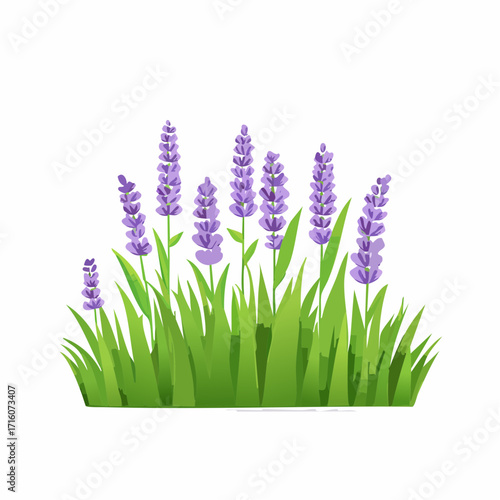 Vector Illustration of lavender flowers with green grass, isolated on a white background.