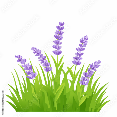 Vibrant vector purple lavender blossoms emerge from a lush bed of green grass.