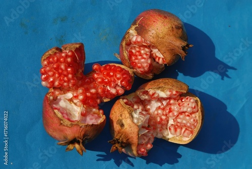 Φωτογραφία Punica granatum, pomegranate tree, blooms red in summer and bears fruits in autumn