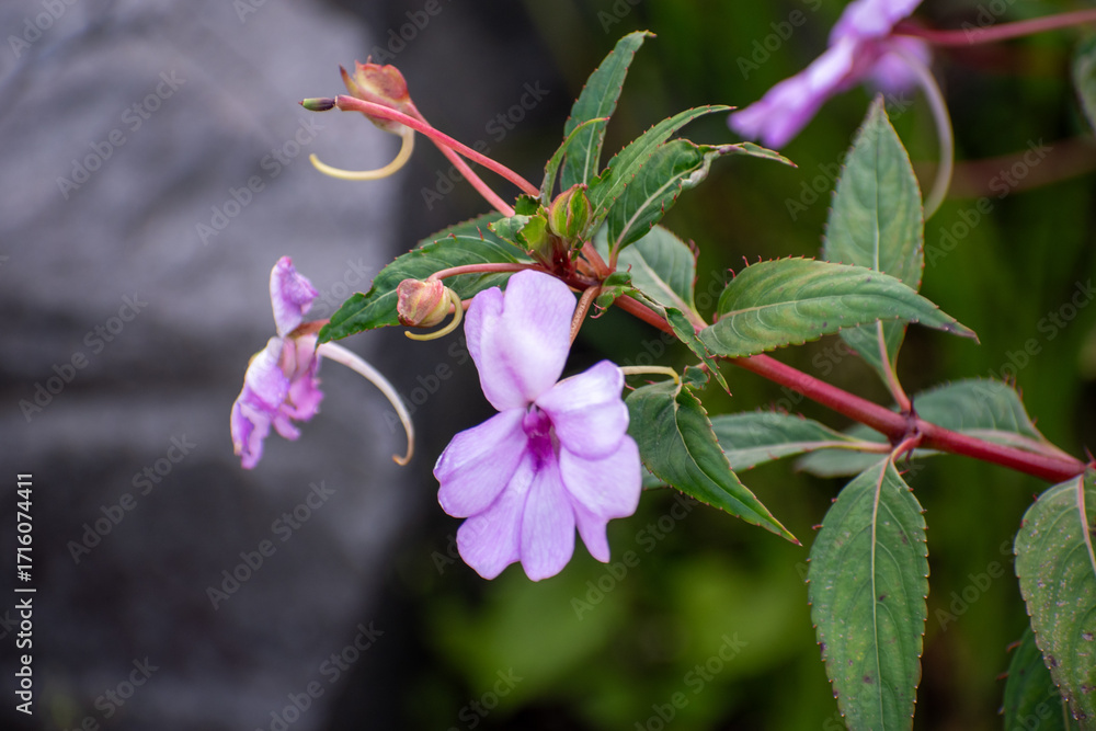 Obraz premium Vivid purple blooms of Impatiens flaccida surrounded by green foliage, an ornamental plant valued for its colorful flowers and graceful appearance.