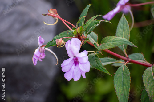 Vivid purple blooms of Impatiens flaccida surrounded by green foliage, an ornamental plant valued for its colorful flowers and graceful appearance.