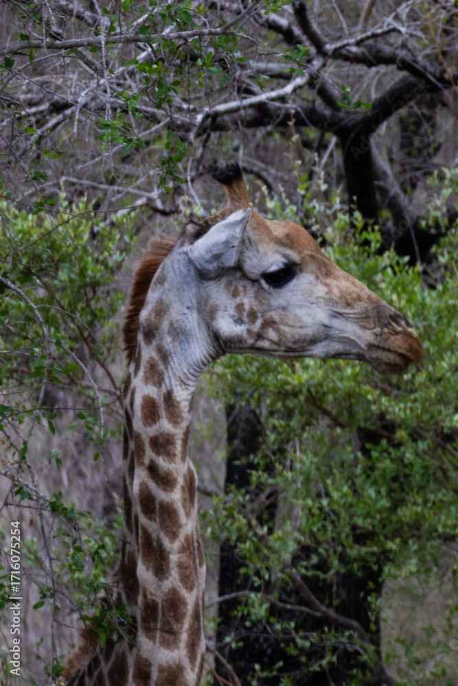 Obraz premium giraffe eating grass