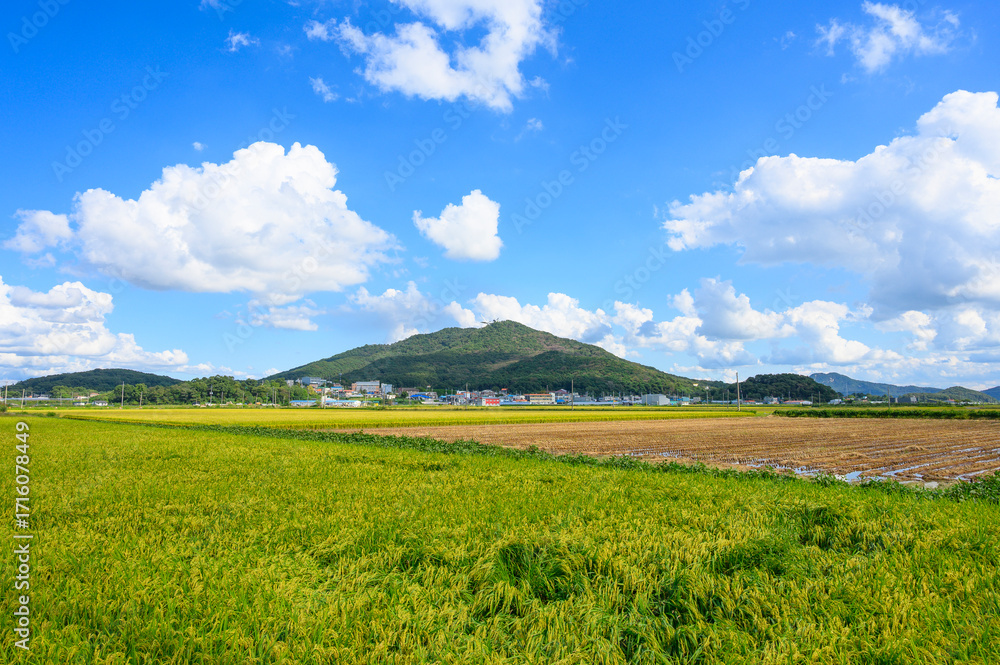 Fototapeta premium Korean traditional rice farming. Autumn rice field landscape. Korean rice paddies.Rice field and the sky in Ganghwa-do, Incheon, South Korea.