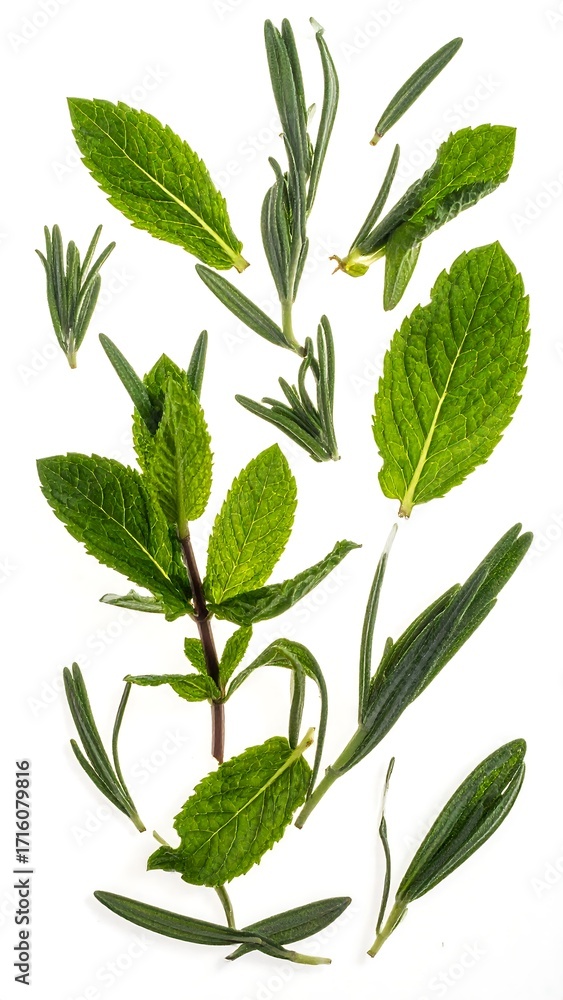 Fototapeta premium Fresh herbs arranged on white background