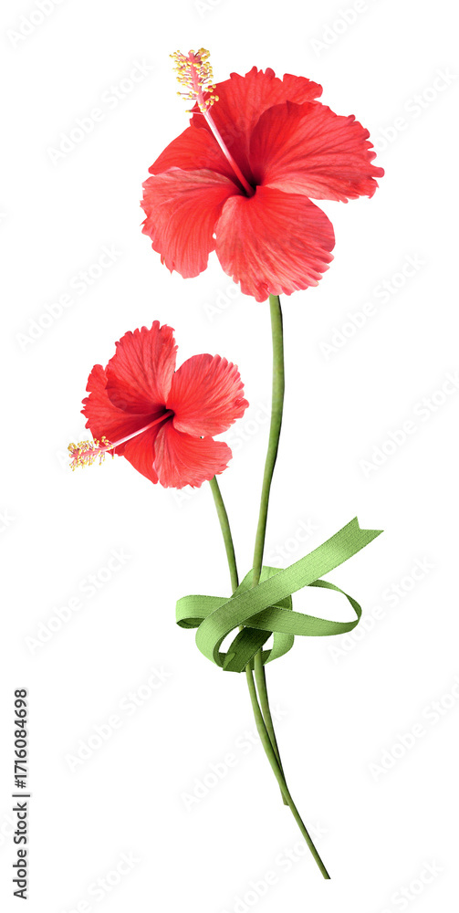 Obraz premium flower, flowers, purple, nature, plant, spring, violet, bloom, blue, blossom, garden, viola, petal, flora, pansy, summer, beauty, isolated, floral, leaf, pink, white, macro, blooming, color