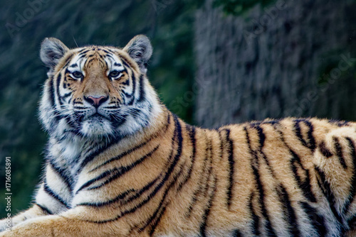 Portrait of a tiger sitting, alert, looking at the camera